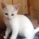 turkish-angora-cat-turkish-cat-sialkot-2
