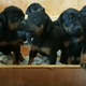 doberman-puppies-kc-registered-other-islamabad