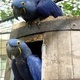 beautiful-and-talking-hyacinth-macaw-parrots-for-sale-other-ali-pur