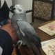 talkable-african-grey-parrot-for-sale-african-grey-parrot-jalil