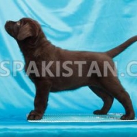 labrador-puppy-labrador-retriever-lahore-4