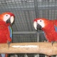 ostrich-chicks-and-parrot-chick-are-available-for-sale-macaws-amangarh-industrial-area-2
