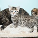 2-male-and-female-bengal-kittens-for-adoption-bengal-islamabad
