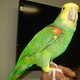 lovely-amazon-parrots-for-sale-other-yazman-i