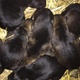 german-shepherd-pups-german-shepherd-islamabad