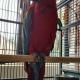 macaw-quick-sale-other-abadi-jalalpur-pirwala