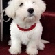 west-highland-terrier-puppy-tibetan-terrier-islamabad-2