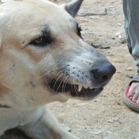 white-shepherd-breed-german-shepherd-karachi