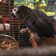 african-grey-tame-n-talking-inc-cage-other-lahore