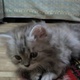 persian-kittens-persian-cats-karachi