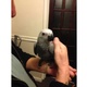 super-adorable-african-grey-parrots-african-grey-parrot-karachi