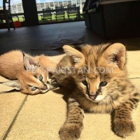 serval-savannah-caracal-and-ocelot-kittens-for-sale-bengal-renala-khurd