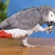 parrot-for-adoption-african-grey-parrot-islamabad