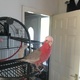 galah-cockatoo-cockatoos-karachi