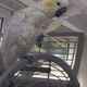 cockatoo-for-sale-talking-very-tame-loves-people-kids-and-other-animals-cockatoos-lahore