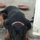 male-rottweiler-for-sale-for-30k-rottweiler-karachi