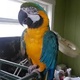 macaw-parrots-for-sale-macaws-abbas-nagar