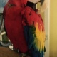 cute-hahns-macaw-macaws-abbottabad
