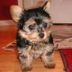 pedigree-yorkshire-terrier-puppies-for-sale-yorkshire-terrier-abbas-nagar