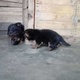 german-shepherd-double-coat-puppies-german-shepherd-lahore-cant-3