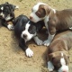 american-pit-bull-puppies-puppies-for-sale-american-pitbull-alipur-chatta-1
