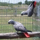 2-male-and-female-congo-african-grey-parrots-for-adoption-african-grey-parrot-lahore-1