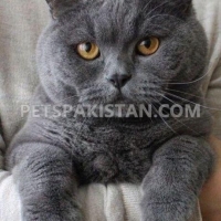 british-shorthair-cats-american-shorthairs-islamabad-1