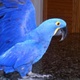 intelligent-hyacinth-macaw-for-sale-intelligent-hyacinth-macaw-for-sale-macaws-lodhran