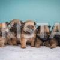 pom-pups-orange-cream-girls-boys-pomeranian-abbasia