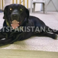 black-labrador-american-labrador-retriever-lahore-3