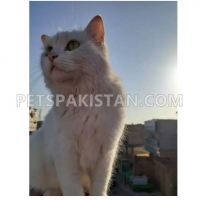 exchane-with-black-male-kitten-persian-cats-rawalpindi-2