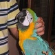 macaw-parrots-for-sale-macaws-abbas-nagar-2