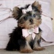 teacup-yorkie-puppies-for-adoption-other-abdul-hakim