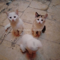 persian-kittens-for-sale-in-rawalpindi-islamabad-persian-cats-rawalpindi-3