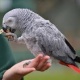 parrot-for-adoptio-african-grey-parrot-chakwal