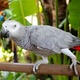 parrot-for-adopption-african-grey-parrot-barki-1