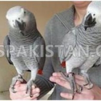 talkative-african-grey-parrots-for-sale-with-cages-african-grey-parrot-texila-1