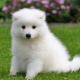 japanese-spitz-puppies-other-bahawalnagar