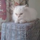 cats-for-give-away-persian-cats-karachi-2