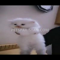 tripple-coated-persian-kittens-for-sale-in-rawalpindi-islamabad-persian-cats-rawalpindi-2