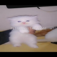 tripple-coated-persian-kittens-for-sale-in-rawalpindi-islamabad-persian-cats-rawalpindi-4