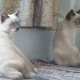 siamese-with-blue-eyes-for-sale-siamese-islamabad