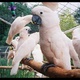 top-quality-of-all-species-parrots-cockatoos-abbottabad