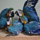 healthy-fertile-eggs-new-arrival-in-stock-with-chicks-for-sale-african-grey-parrot-islamabad-2