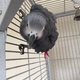 bonnie-the-african-grey-other-lahore