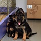 german-shepherd-puppies-for-sale-status-ready-to-go-a-e-litter-a-hunter-x-aci-d-o-b-10-16-2016-temperament-watchful-active-smart-puppy-understands-basic-commands-already-german-shepherd-lahore