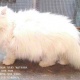full-punch-face-male-cat-for-stud-service-location-karachi-persian-cats-karachi