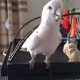 cockatoo-other-bahawalpur-cantt