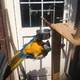 blue-and-yellow-macaw-parrot-for-sale-macaws-karachi-2