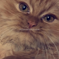 minky-and-chintu-for-sale-persian-cats-gujar-khan-2